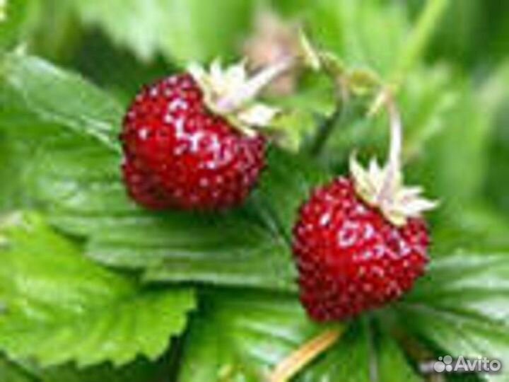 Земляника: 2 сорта