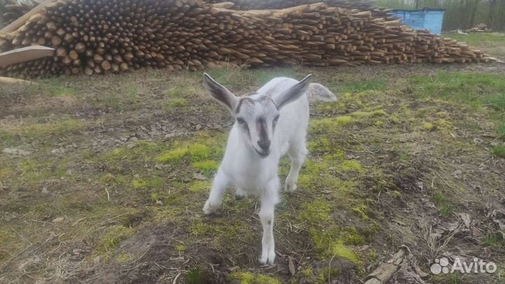 Комолая козочка