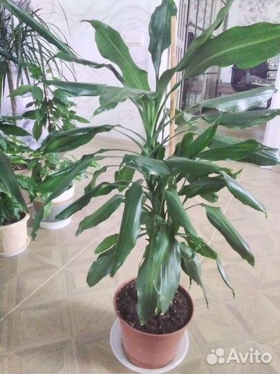 Комнатные цветы пальма