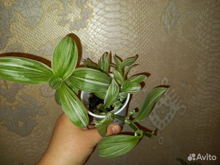 Традесканция 2 вида