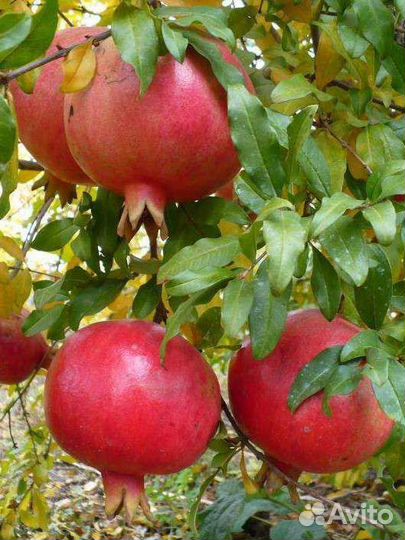 Гранат крупноплодный саженцы зкс