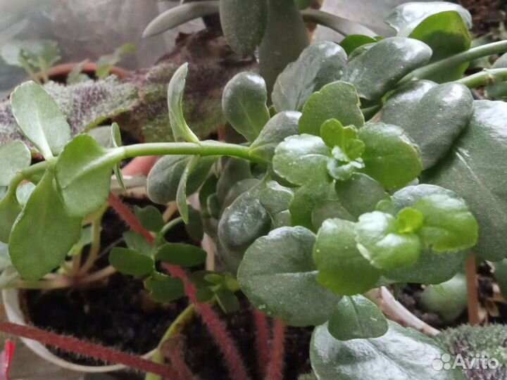 Толстянка, алоэ, каланхое