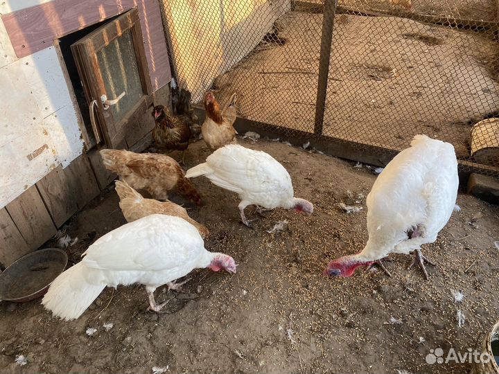 Семья индюков