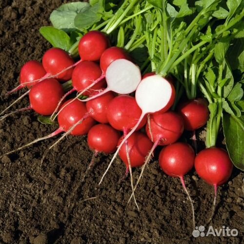 Семена Редиса 