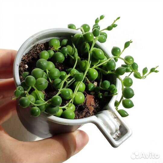 Комнатные растения