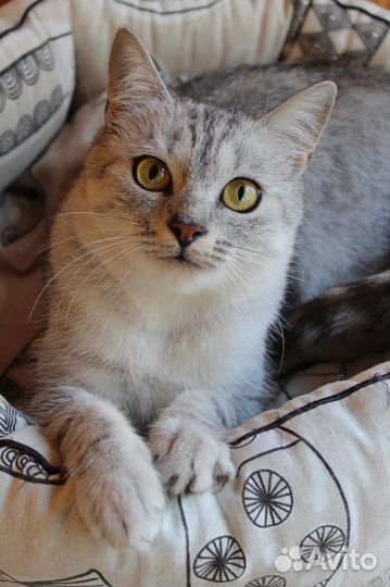 Кошка в дар