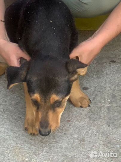 Щенок в добрые руки бесплатно