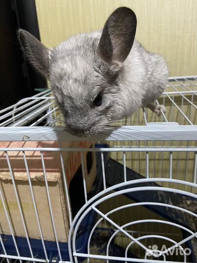 Шиншилла