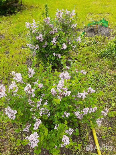 Саженцы ежевики,крыжовника,черной смородины и мали