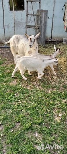 Продаётся козочка