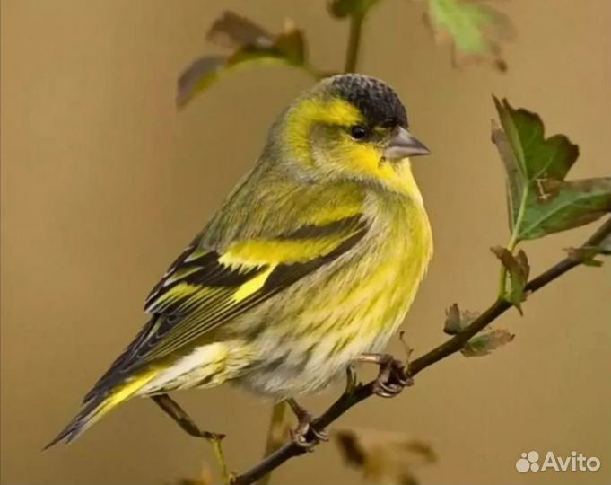 Певчие птицы