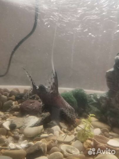 Аквариумные рыбки сомы синодонтисы