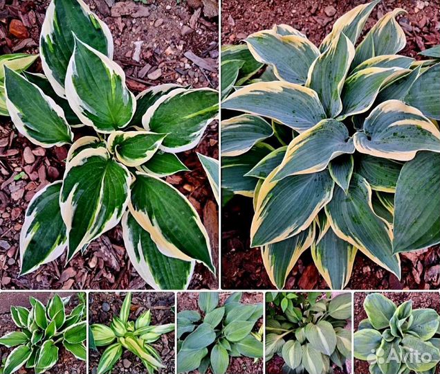 Хосты сортовые