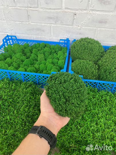 Стабилизированный мох