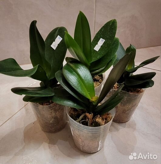 Орхидея фаленопсис