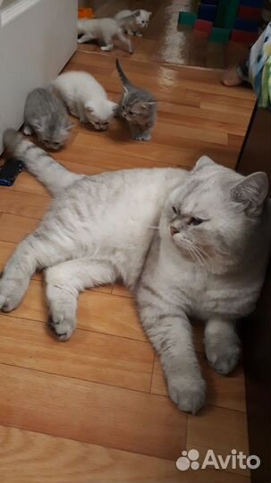 Британская шиншилла. Котик на вязку