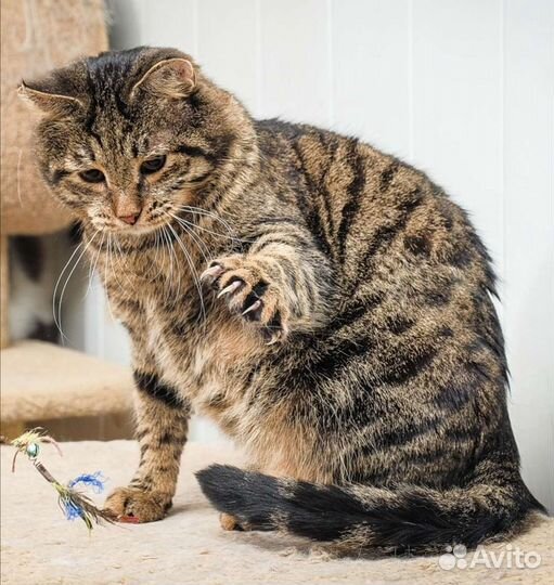 Кошки в добрые руки бесплатно