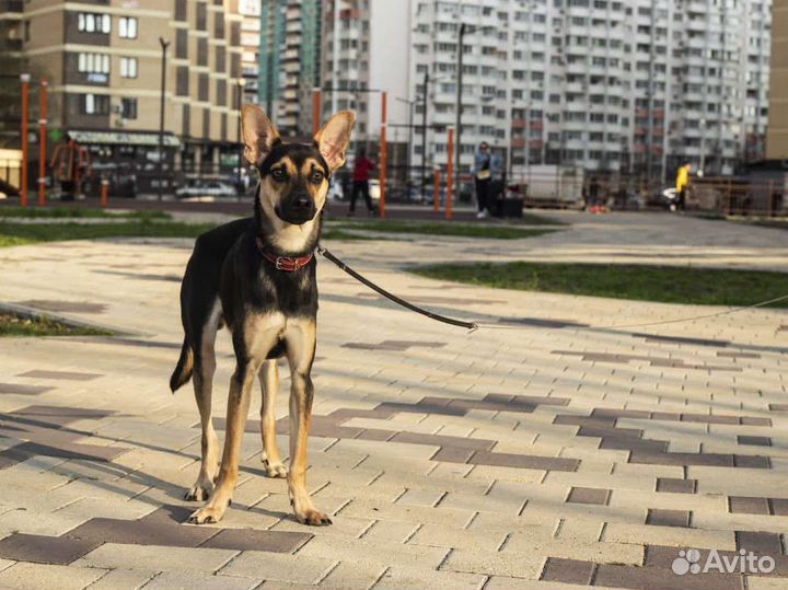 Собака парень