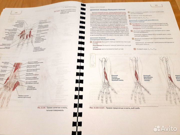 Путеводитель по телу. Эндрю Бил