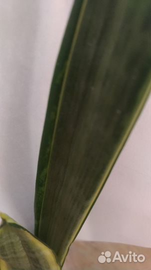 Сансевиерия golden street