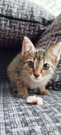 Котёнок самый лучший в мире