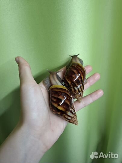 Улитки ахатины