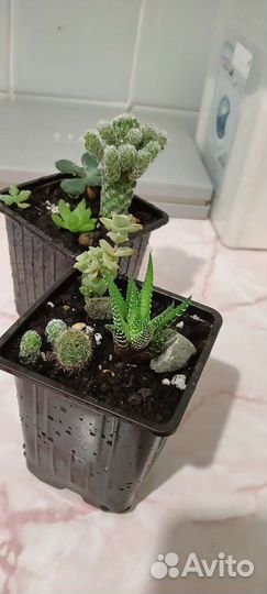 Суккуленты в горшочке