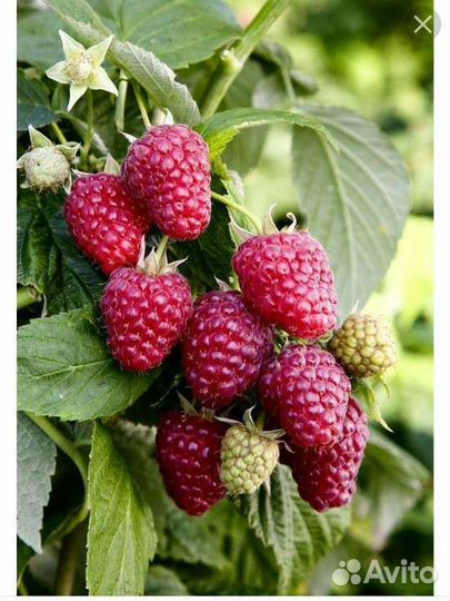 Саженцы малины Химбо Топа