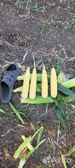 Сладкая кукуруза.сорт Агрос.опт