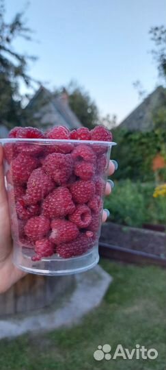 Ремонтантная малина