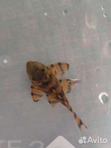 Номерные сомы (L-сомы), разные анциструсы