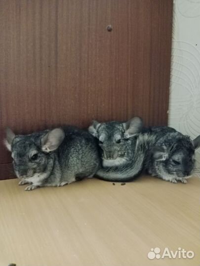 Продаю шиншилл