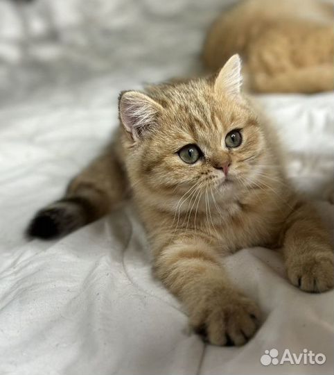 Золотая шиншилла из питомника