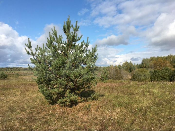 Участок 18,31 га (СНТ, ДНП)