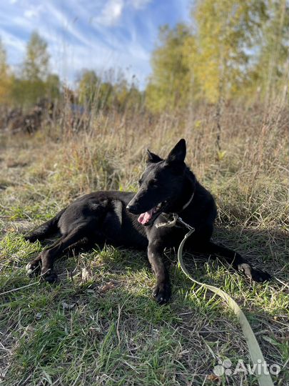 Собака в добрые руки. Прекрасный пес Джуд