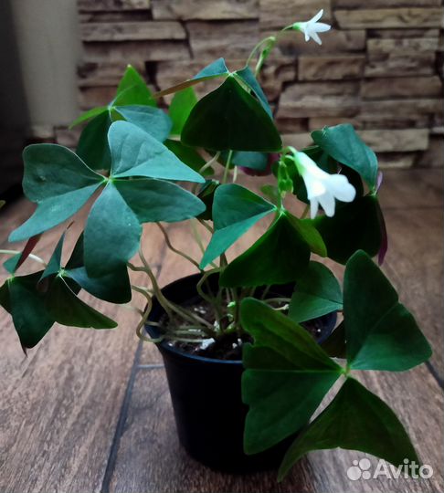 Кислица оксалис