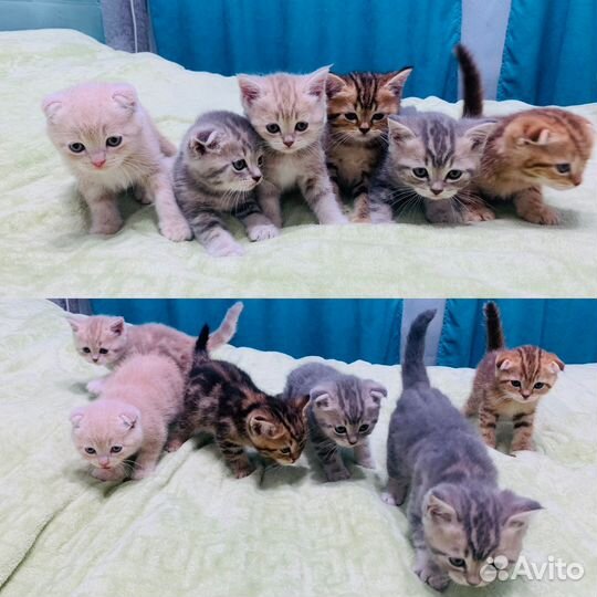 Шотландские котята