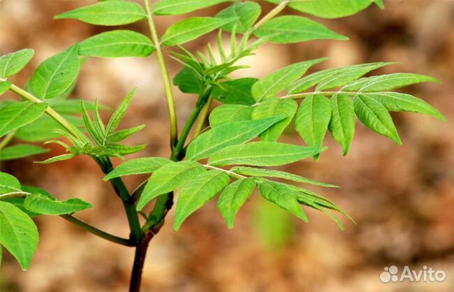 Бархат Амурский