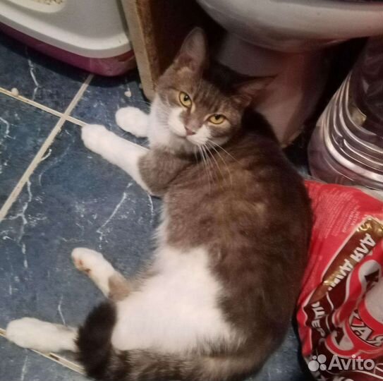 Кошечка Миссури