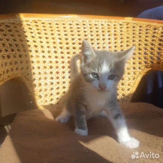 Котята в добрые руки бесплатно