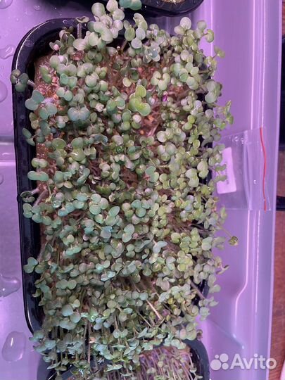 Микрозелень