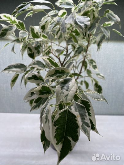 Фикус бенджамина