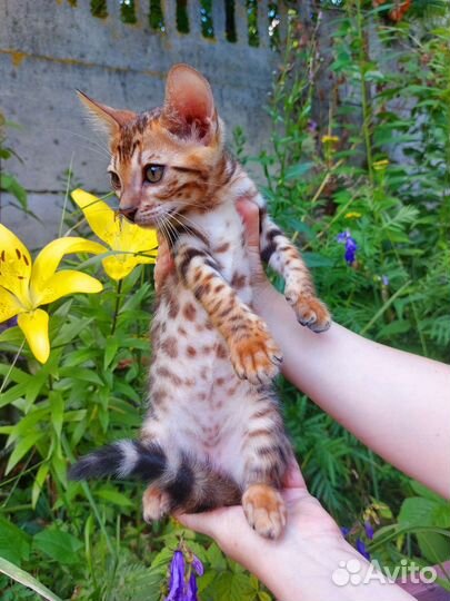 Бенгальский котёнок мальчик с документами