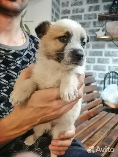 Щенок в добрые руки