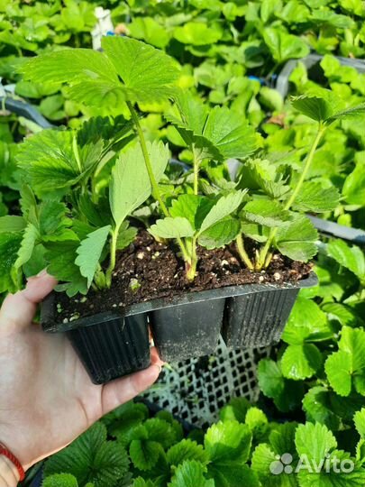 Рассада клубники