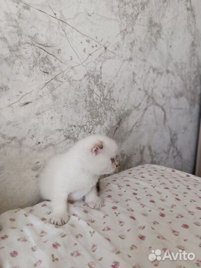 Шотландский котёнок