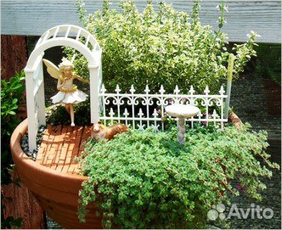 Солейролия, ростки