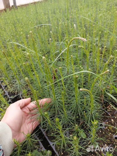 Сеянцы ели зкс от производителя