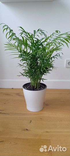 Хамедорея Элеганс 60 см