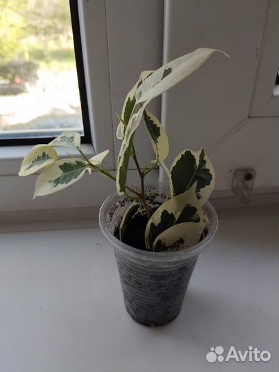 Комнатные цветы фикус